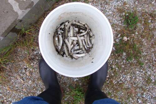 Dead coho smolts in bucket