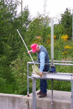 Netting dead coho smolts