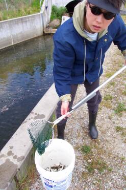 Dumping dead coho from net into bucket